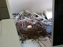 Dove Nest